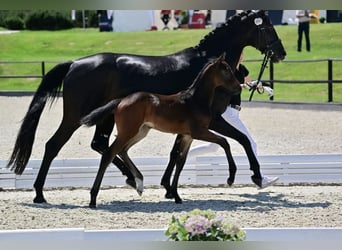 Oldenburgo, Yegua, 15 años, 166 cm, Castaño oscuro