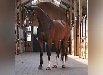 Oldenburgo, Yegua, 15 años, 168 cm, Castaño