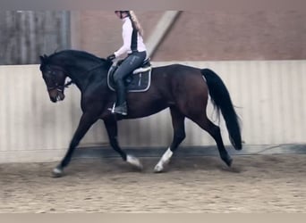 Oldenburgo, Yegua, 15 años, 168 cm, Castaño oscuro