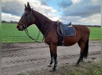 Oldenburgo, Yegua, 15 años, 172 cm, Castaño