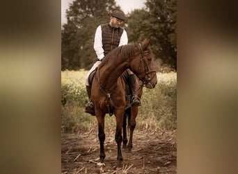 Oldenburgo, Yegua, 15 años, 172 cm, Castaño