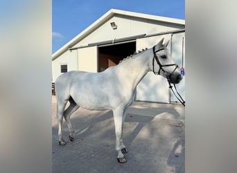 Oldenburgo, Yegua, 17 años, 169 cm, White/Blanco