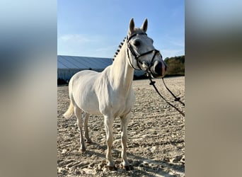 Oldenburgo, Yegua, 17 años, 169 cm, White/Blanco