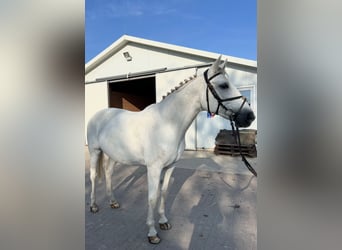 Oldenburgo, Yegua, 17 años, 169 cm, White/Blanco