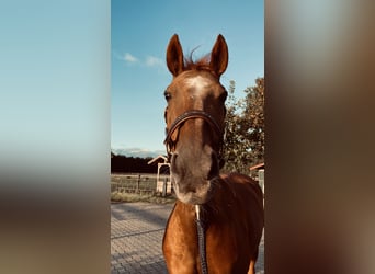 Oldenburgo, Yegua, 18 años, 164 cm, Alazán-tostado