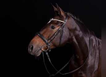 Oldenburgo, Yegua, 18 años, 172 cm, Castaño oscuro