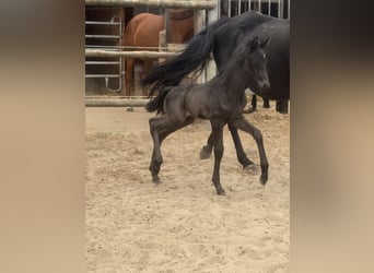 Oldenburgo, Yegua, 19 años, 170 cm, Negro
