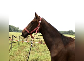 Oldenburgo, Yegua, 1 año, 160 cm, Castaño oscuro