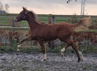 Oldenburgo, Yegua, 1 año, 167 cm