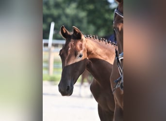 Oldenburgo, Yegua, 1 año, 168 cm, Alazán-tostado