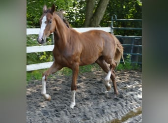 Oldenburgo, Yegua, 1 año, 168 cm, Alazán-tostado