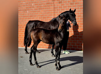 Oldenburgo, Yegua, 1 año, 168 cm, Castaño oscuro