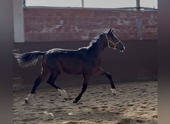 Oldenburgo, Yegua, 1 año, 168 cm, Castaño oscuro