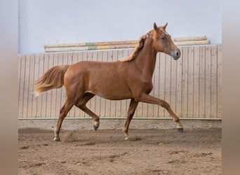 Oldenburgo, Yegua, 1 año, 170 cm, Alazán