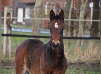 Oldenburgo, Yegua, 1 año, 170 cm, Castaño oscuro