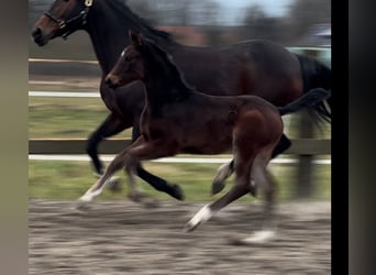 Oldenburgo, Yegua, 1 año, 170 cm, Castaño oscuro