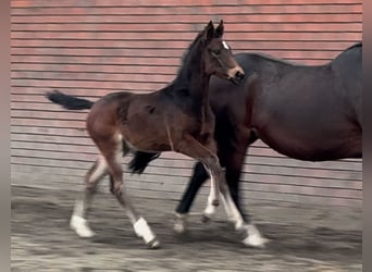 Oldenburgo, Yegua, 1 año, 170 cm, Castaño oscuro