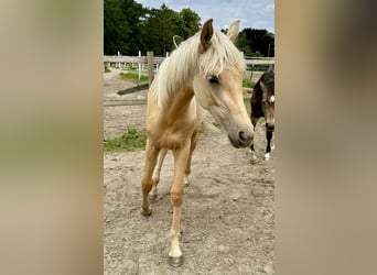 Oldenburgo, Yegua, 1 año, 170 cm, Palomino