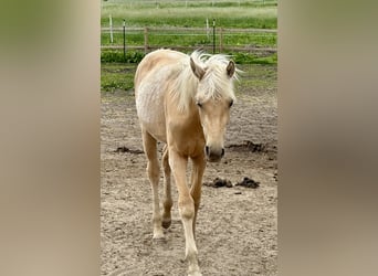 Oldenburgo, Yegua, 1 año, 170 cm, Palomino