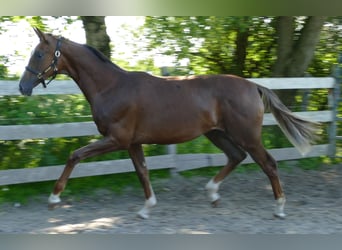 Oldenburgo, Yegua, 1 año, 172 cm, Alazán-tostado