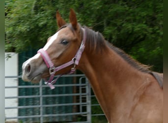 Oldenburgo, Yegua, 1 año, 172 cm, Alazán-tostado