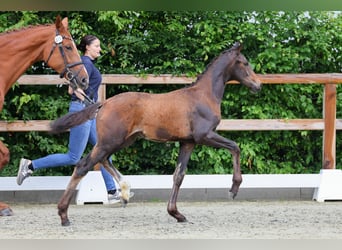 Oldenburgo, Yegua, 1 año, 174 cm, Castaño oscuro