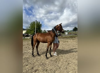 Oldenburgo, Yegua, 1 año, Castaño