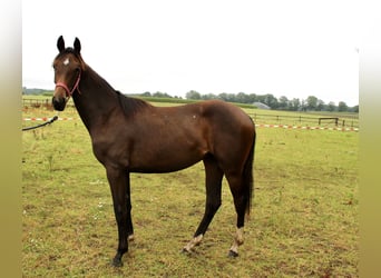 Oldenburgo, Yegua, 1 año, Castaño oscuro