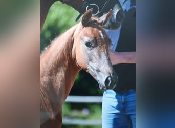 Oldenburgo, Yegua, 1 año, Musgo