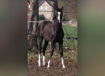 Oldenburgo, Yegua, 1 año, Negro