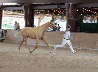 Oldenburgo, Yegua, 1 año, Palomino