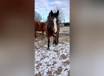 Oldenburgo, Yegua, 20 años, 176 cm, Castaño
