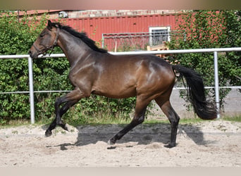 Oldenburgo, Yegua, 2 años, 147 cm, Castaño