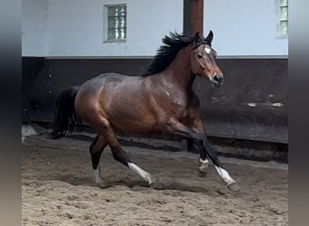 Oldenburgo, Yegua, 2 años, 164 cm, Castaño oscuro