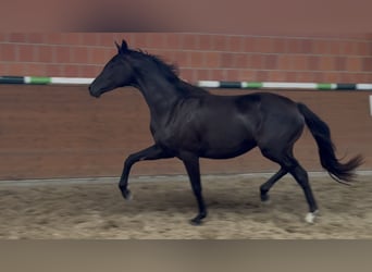 Oldenburgo, Yegua, 2 años, 165 cm, Negro
