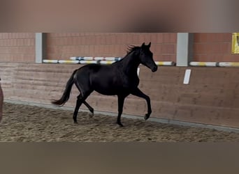 Oldenburgo, Yegua, 2 años, 165 cm, Negro