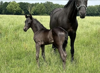 Oldenburgo, Yegua, 2 años, 165 cm, Negro