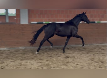 Oldenburgo, Yegua, 2 años, 165 cm, Negro
