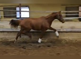 Oldenburgo, Yegua, 2 años, 167 cm