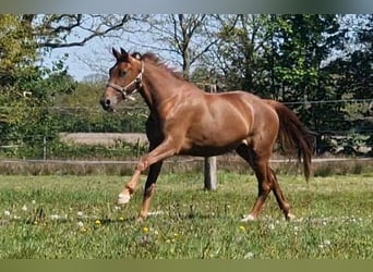 Oldenburgo, Yegua, 2 años, 167 cm