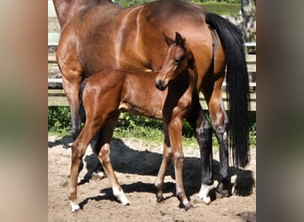Oldenburgo, Yegua, 2 años, 168 cm, Castaño