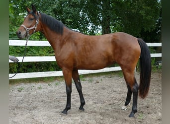 Oldenburgo, Yegua, 2 años, 168 cm, Castaño