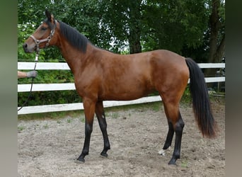 Oldenburgo, Yegua, 2 años, 168 cm, Castaño