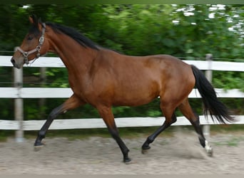 Oldenburgo, Yegua, 2 años, 168 cm, Castaño