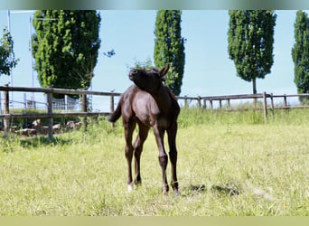 Oldenburgo, Yegua, 2 años, 170 cm, Negro