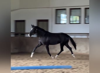 Oldenburgo, Yegua, 2 años, 172 cm, Negro