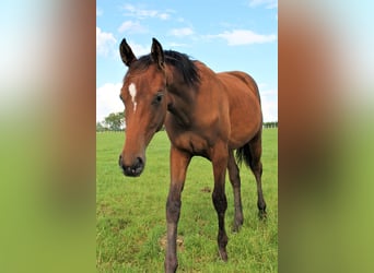 Oldenburgo, Yegua, 2 años, Castaño