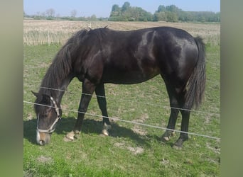 Oldenburgo, Yegua, 2 años, Castaño oscuro