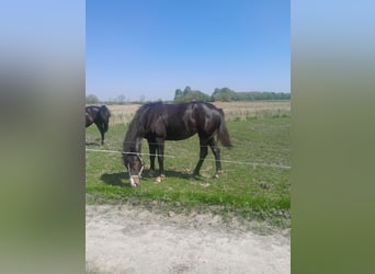 Oldenburgo, Yegua, 2 años, Castaño oscuro