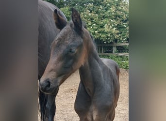 Oldenburgo, Yegua, 2 años, Morcillo